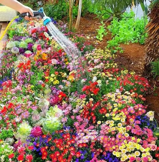 Rainy Season Flower Seeds (Pack of 100) + Free Plant Growth Supplement