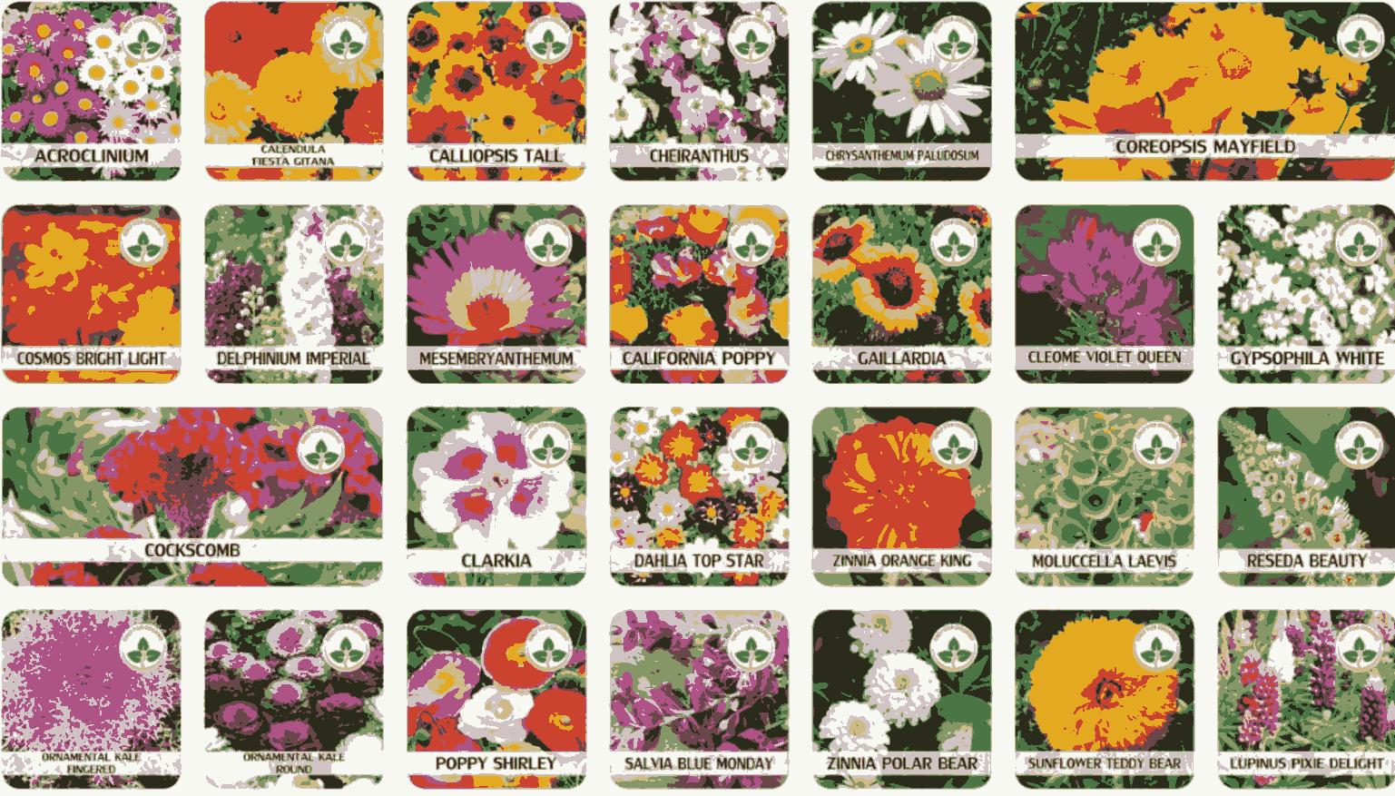 Rainy Season Flower Seeds (Pack of 100) + Free Plant Growth Supplement